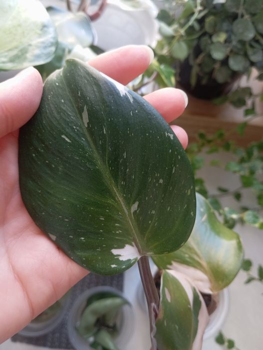 Филодендрон white knight