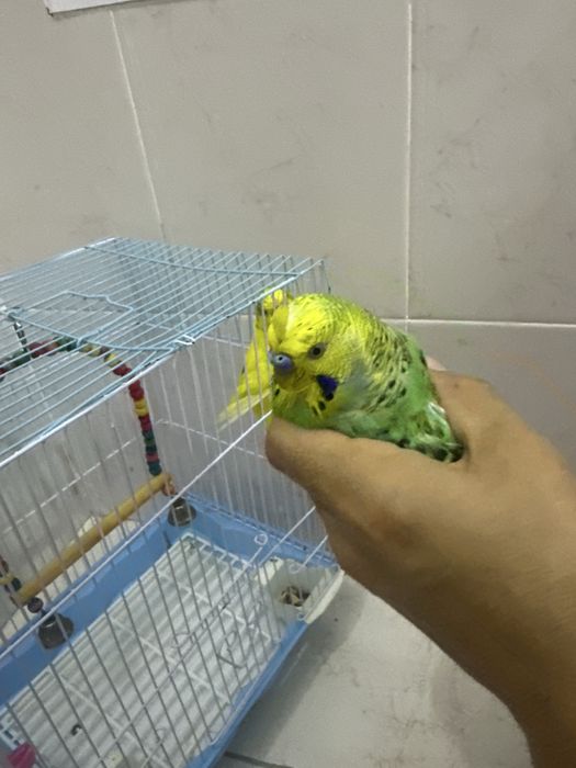 Попугайлар сатылады