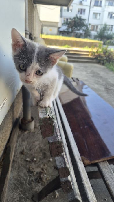 Безплатно котета