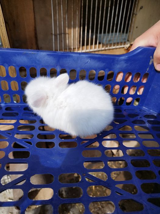 Кролики декоративные