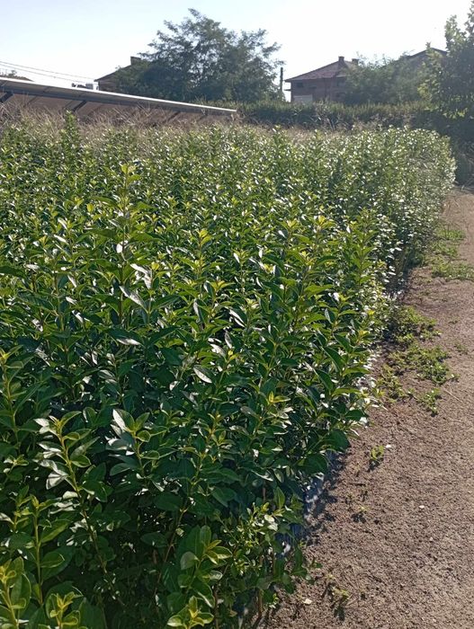 Лигуструм (жив плет)