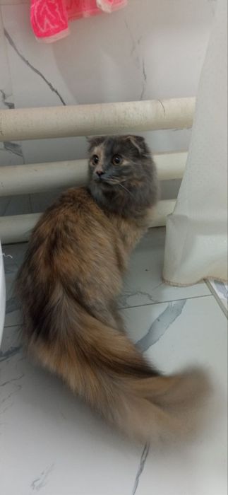 Породистая кошка скотиш фолд