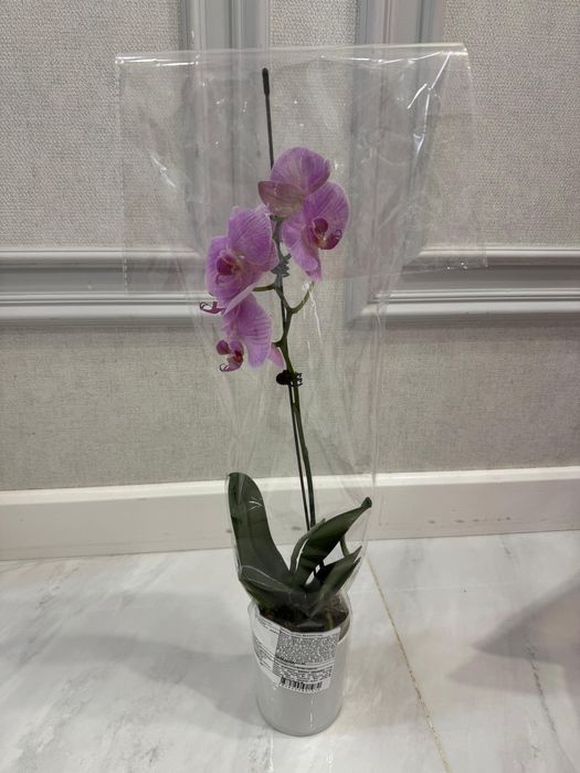 Продам комнатное растение