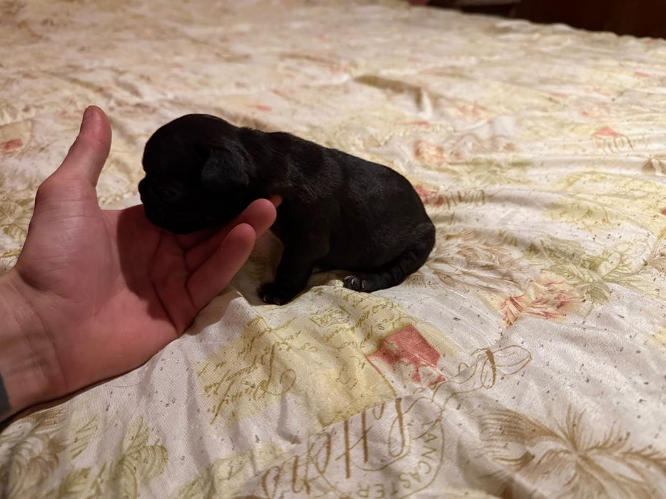 Продавам Френски булдоци