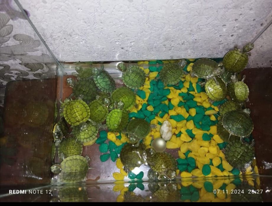 Черепаха ждут вас