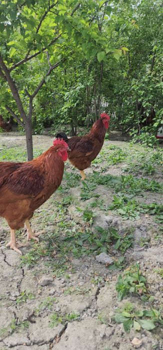 Qizil kareyski Xan xyap tovuq tuxumlari sotiladi