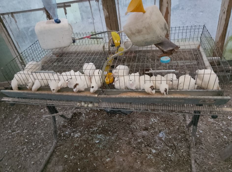 Vând cușcă dubla sau simpla prepelițe