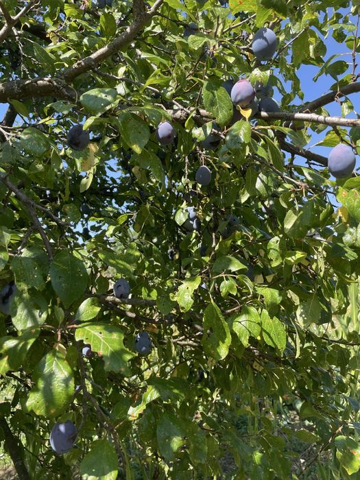 Vand prune de vara albe