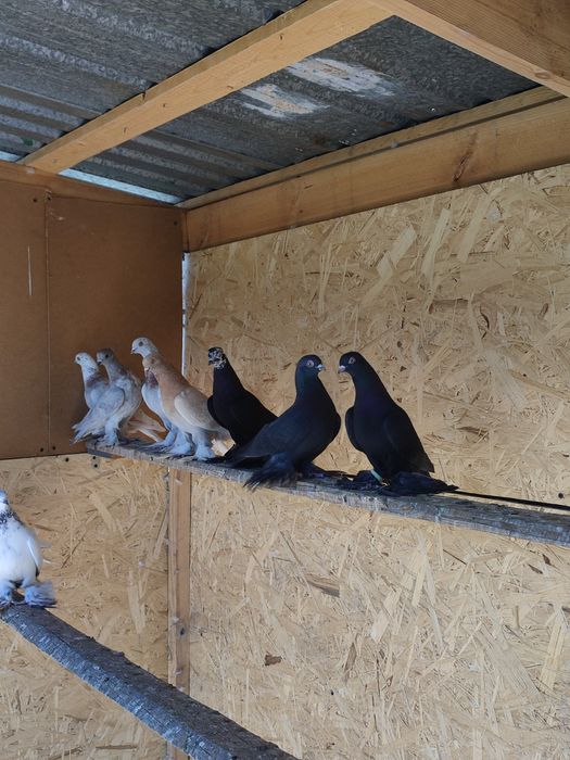 Жуки на продажу голуби