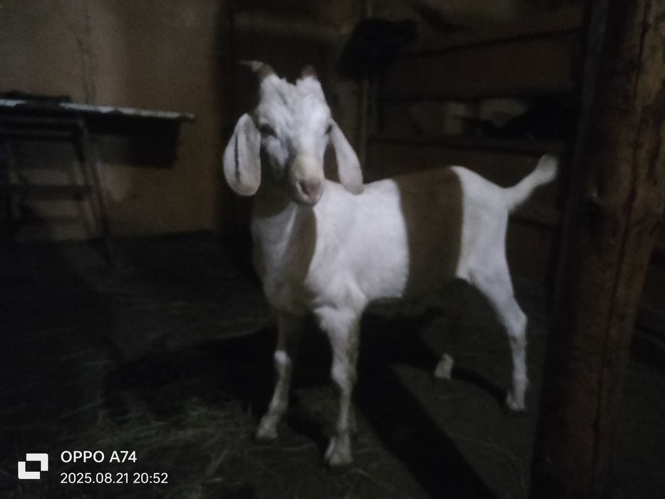 Продам козы Козел козленок