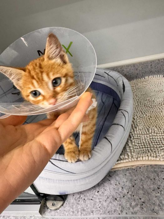 Adopție Craiova: 3 puiuți de pisică de 2 luni