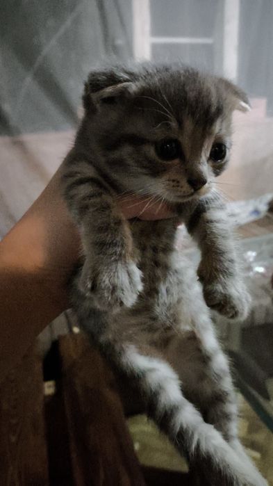 Продаю вислоухих котят