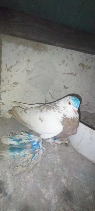 Голуби    Алматы