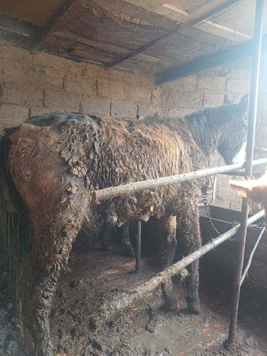 Продается  жеребцы