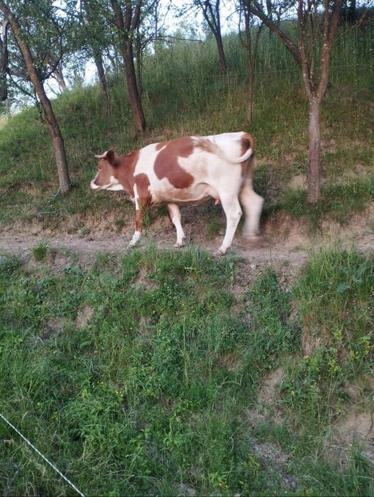 Vând vac bălțată românească