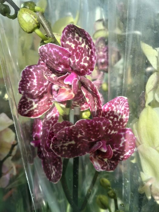 Продам орхидея дикий кот