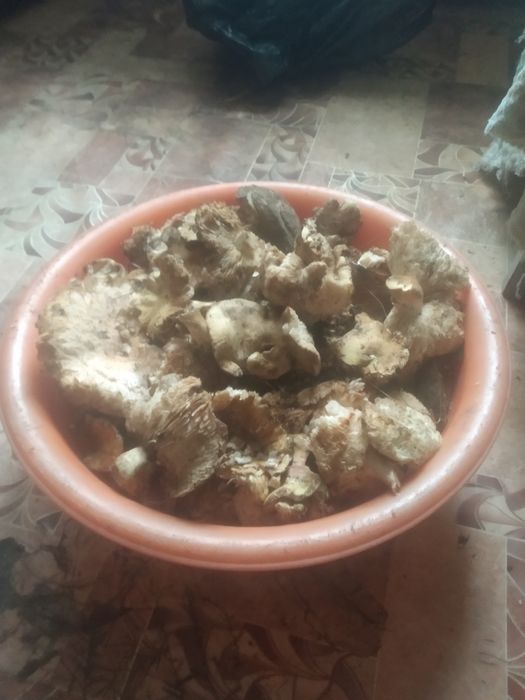 Продам грибы Валуи