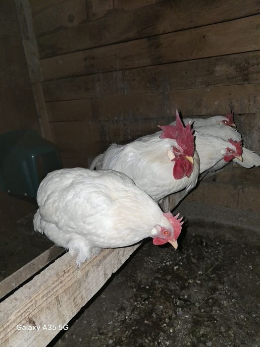 Ouă găină  Leghorn, Austrolop și La Bresse