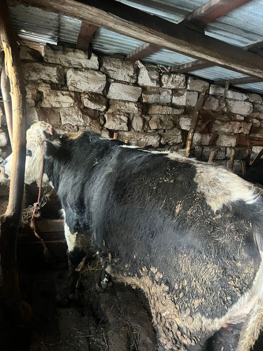 Бұқа 2 жасар семіз