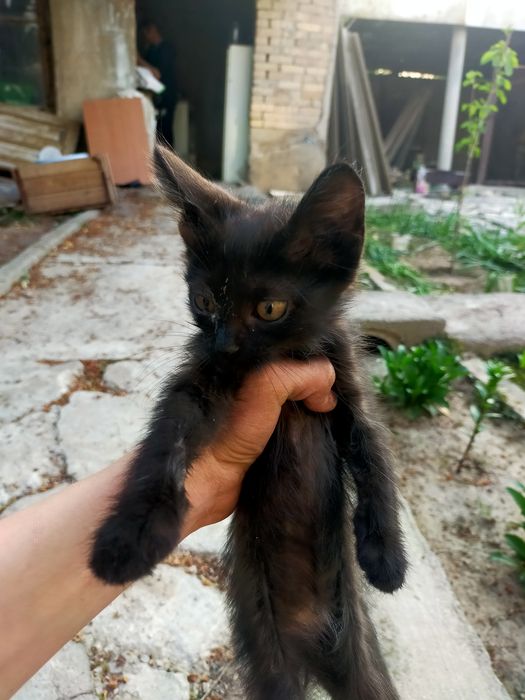 Отдадим бесплатно котят.