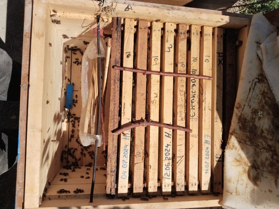 Асалари оиласи сотилади