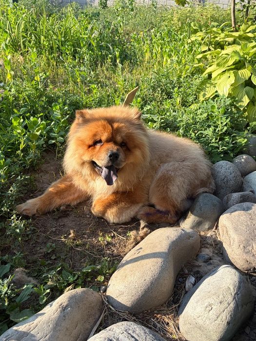 Отдам чау чау в добрые руки