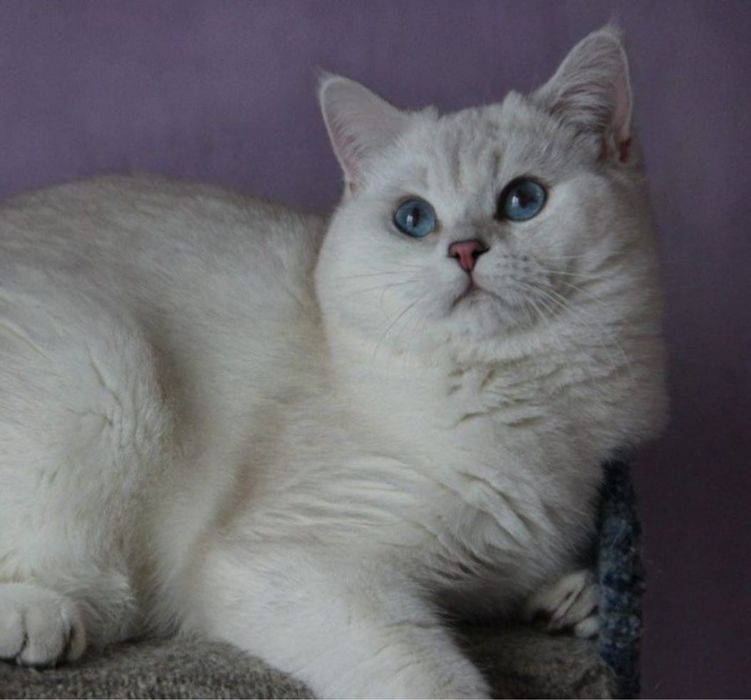 Продам     котят