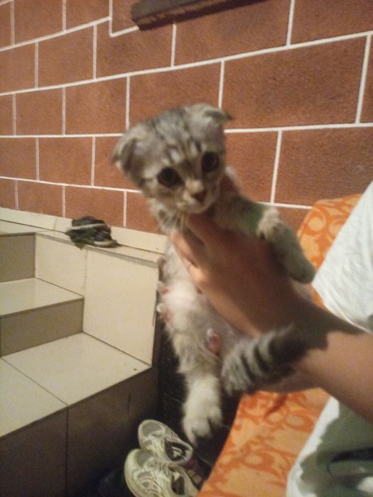 Котята вислоухие