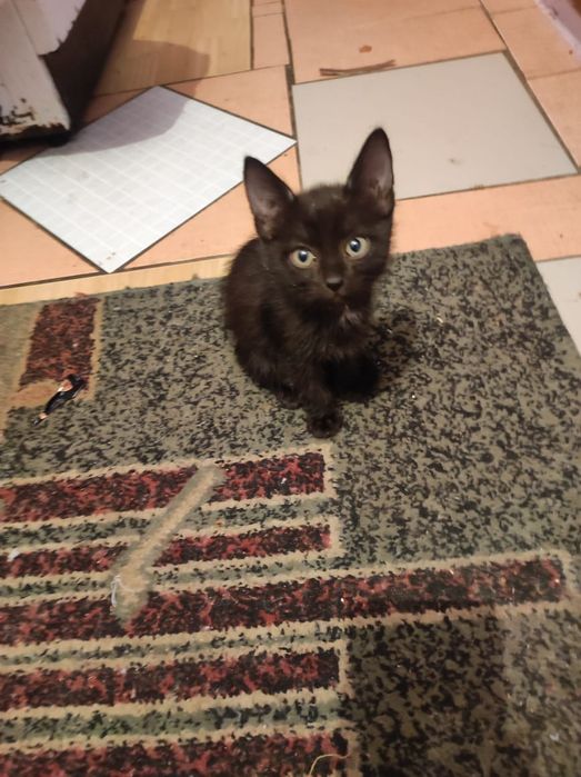 Отдам котят 2,6 месяца
