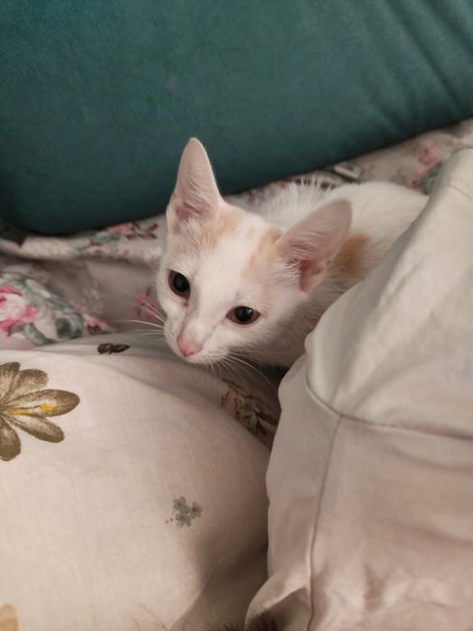 Котята обычные, бесплатно