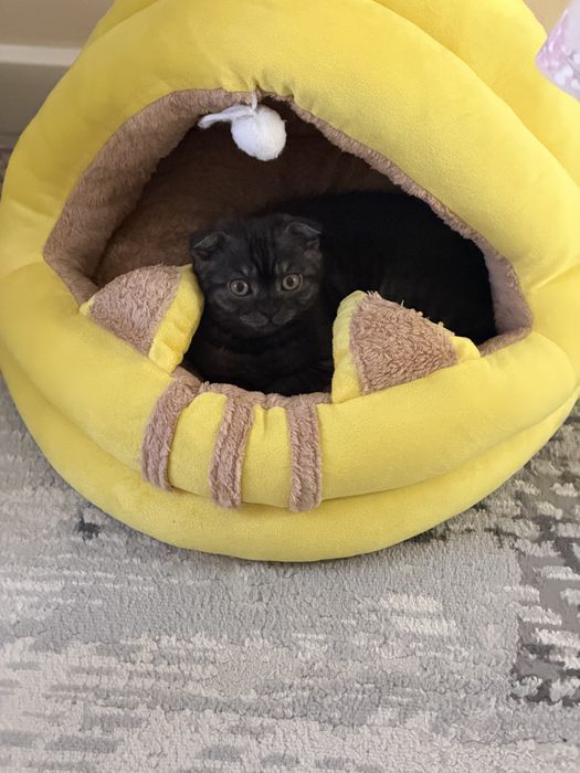 Продам вислоухого котенка