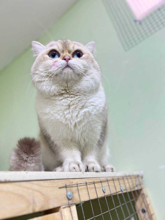 Вязка Шотландский вислоухий шиншилла & Британская кошка NY12