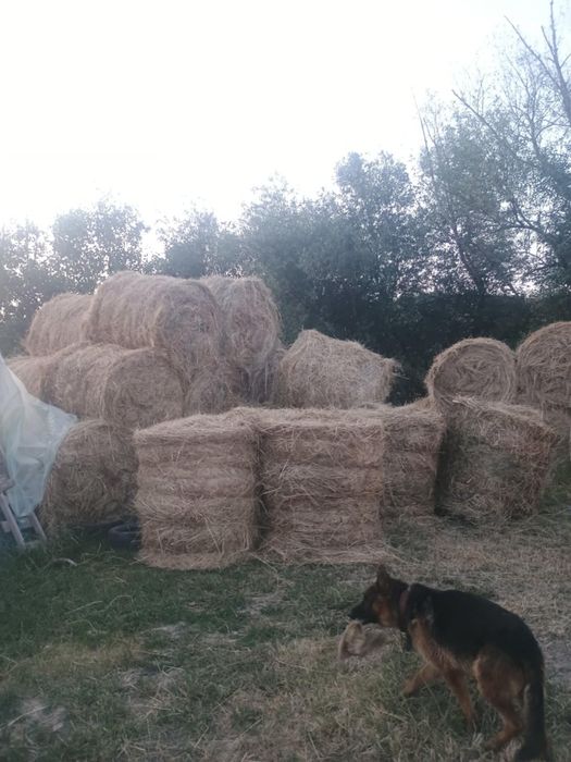 Băloți rotunzi de fan