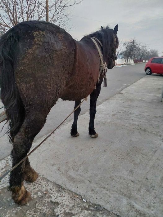 Vand cal frumos, ceva pentru pretențioși