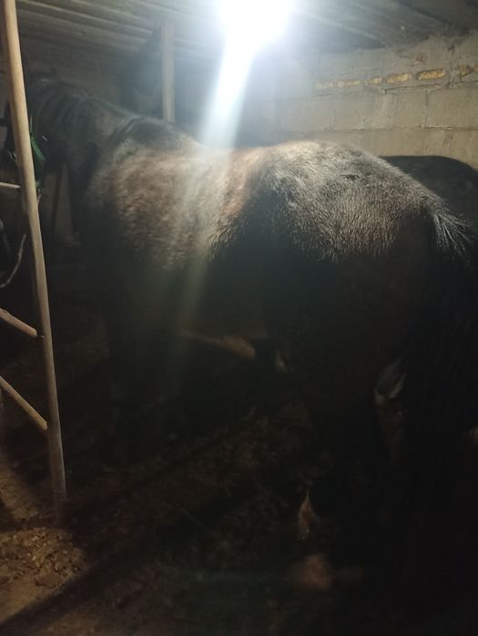 Продам лошадей 3 головы