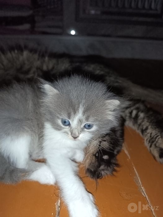 Продаются котята