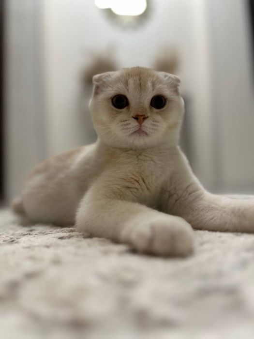 Чисто кровный чисто белый Скотиш Фолд на Вязку