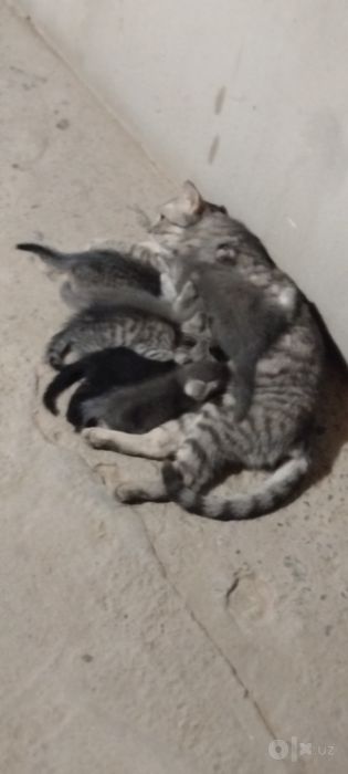 Kota kicki mushuk bor bepul