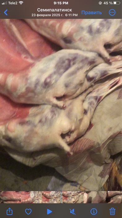 Семіз ешкі серкелер сатылады