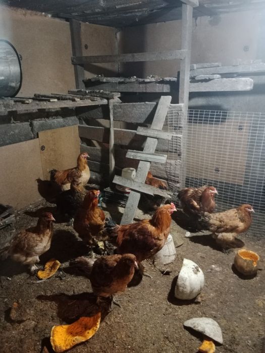 Продам курей Брамов