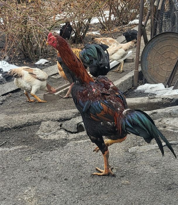 Дакан молодой, август