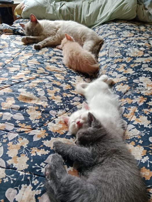 Котята в добрые руки!