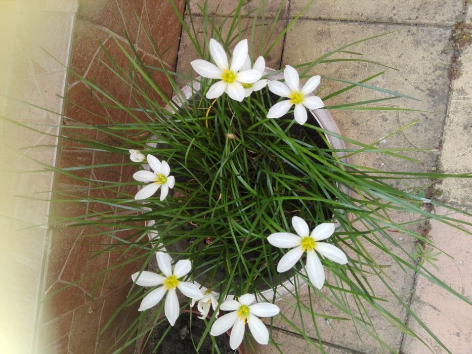 , Продавам Зефирантес, кактус червено Змийче, Агаве,