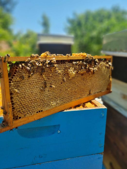 Продажба на пчелен мед