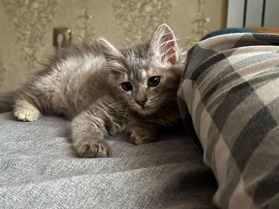 Кошка, 2-2,5 месяцев