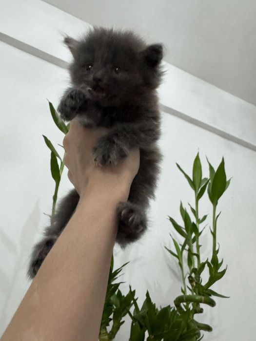 Британские вислоухие котята