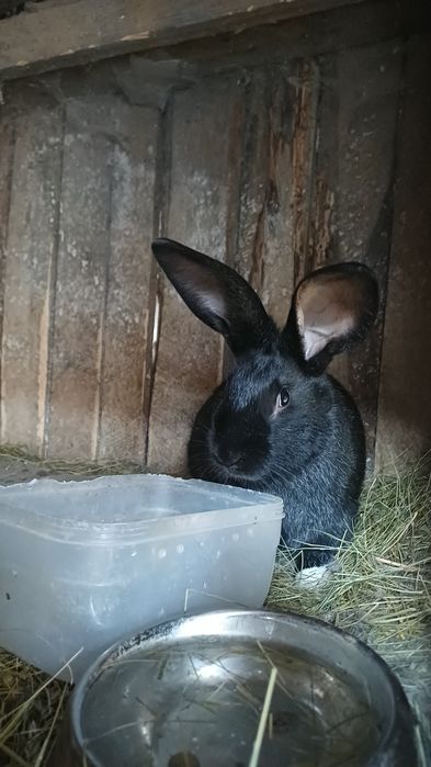 iepuri hylcoe francez