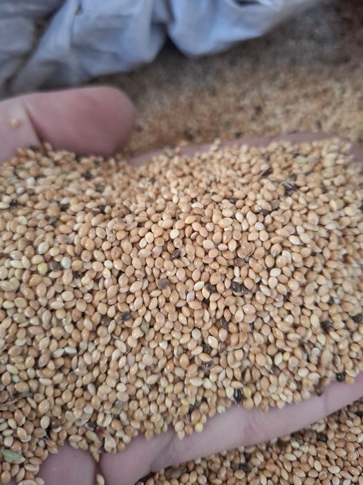 Mei galben productie 2025