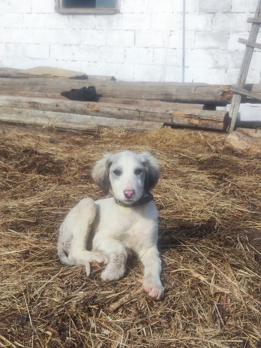 Тазы күшік сатылады