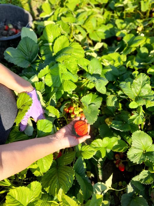 Vând stoloni de căpșuni